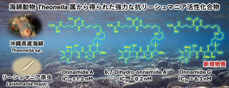 沖縄県の海綿から強力な抗リーシュマニア活性化合物の単離に成功 ?世界の...