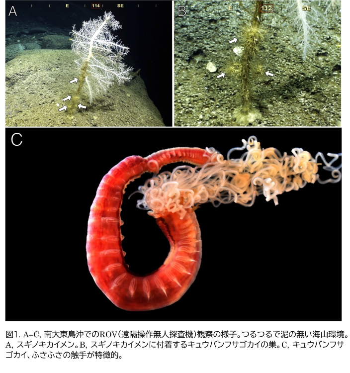 カイメンに“吸盤”で張り付いて生きるゴカイの新種を発見! 深海の海底で...