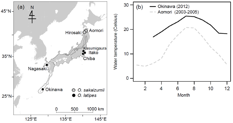 日本のメダカ種群で見られた 高緯度地域における短い加入期間と高い産卵数...