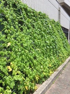 緑のカーテン | 大阪の注文住宅、木の家の工務店コアー建築工房
