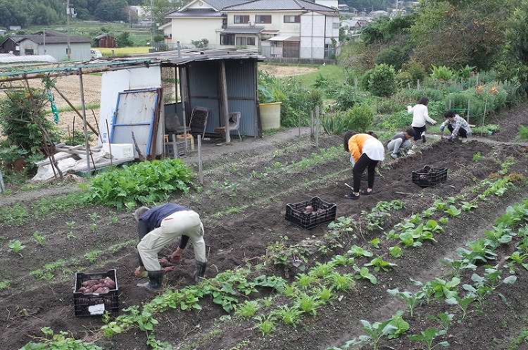 秋の芋ほり | 大阪の注文住宅、木の家の工務店コアー建築工房