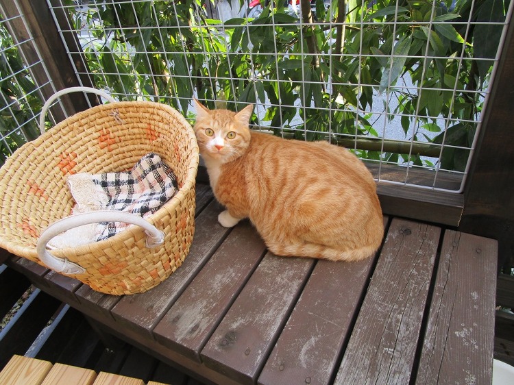 猫ちゃんハウス | 大阪の注文住宅、木の家の工務店コアー建築工房