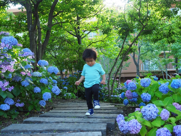 季節の花?あじさい? - 大阪府の注文住宅なら自然素材の木の家を建てる...