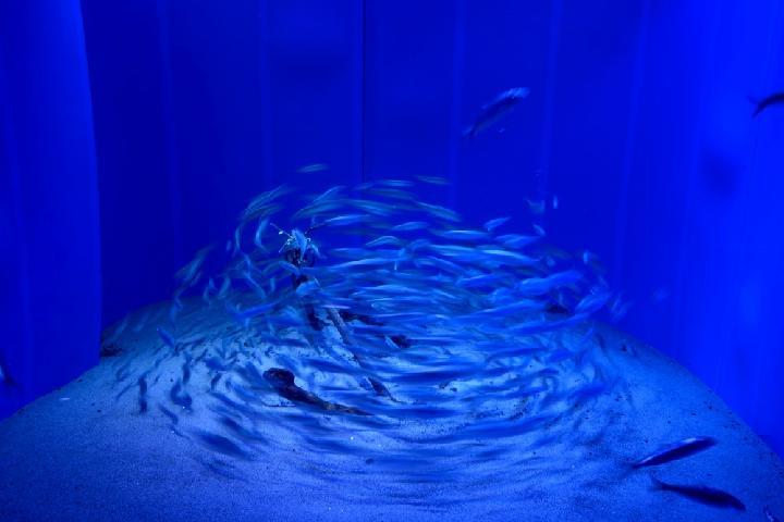 外は鱗で中は水、人気沸騰の水族館へ | 日経クロステック（xTECH）