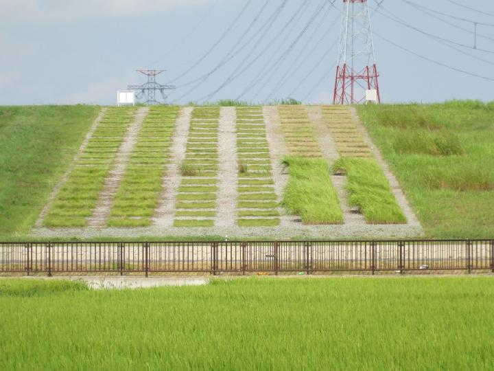 緑化法面の維持管理費削減効果を実証 | 日経クロステック(xTECH)