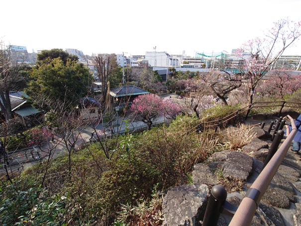 池上「池上梅園」傾斜地につくられた立体的な梅園をレポート | トーキョ...