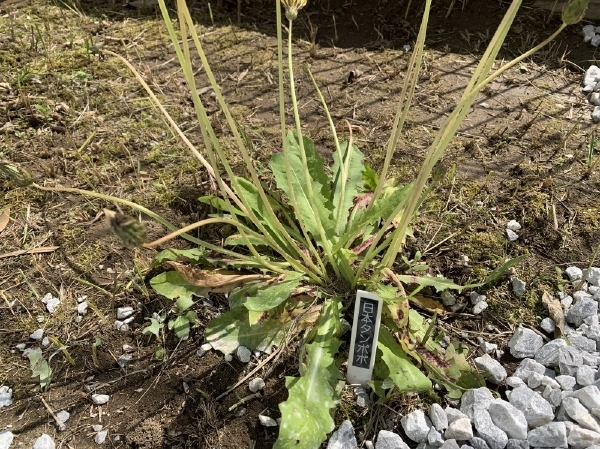 No.237 防草シート、砂利敷き、飛び石園路工事 横浜の造園、エクス...