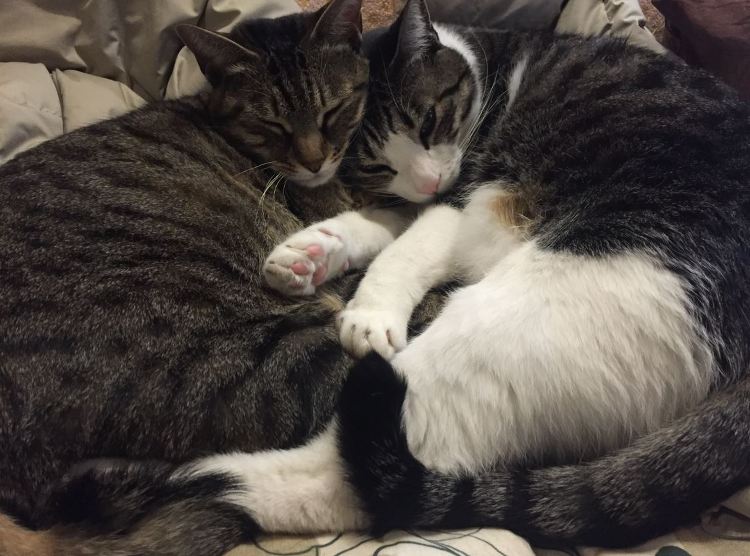 ウォルナット耳付一枚板オーダー手洗い - 東京の特注家具・オーダー家具...