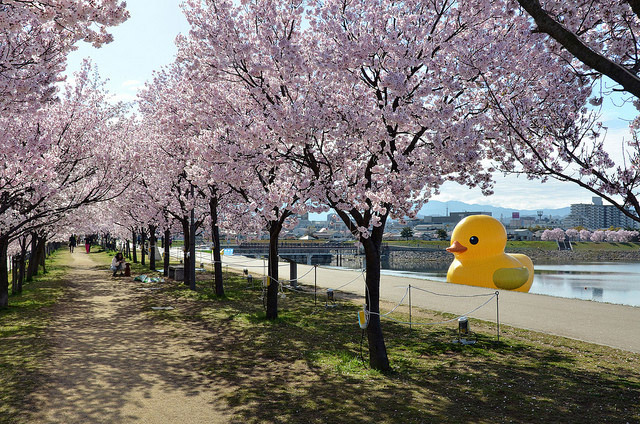 ラバーダック2016@大阪・狭山池 写真一覧