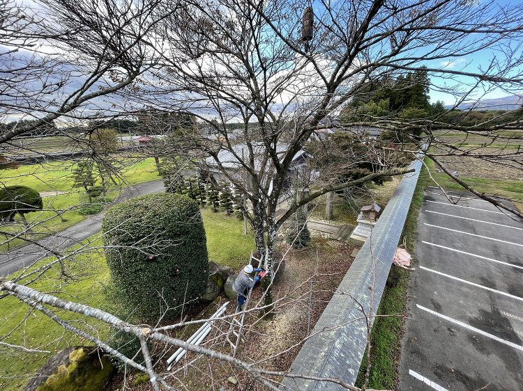 桜の木を伐採しました。ウッドチッパー大活躍です! - 株式会社テラサキ