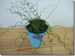 くるくる植物 | 大阪の注文住宅、木の家の工務店コアー建築工房