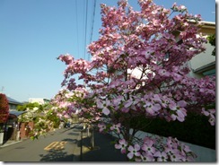 花水木とつつじの美しさ!4月・5月の花の色々紹介! | 大阪の注文住宅...