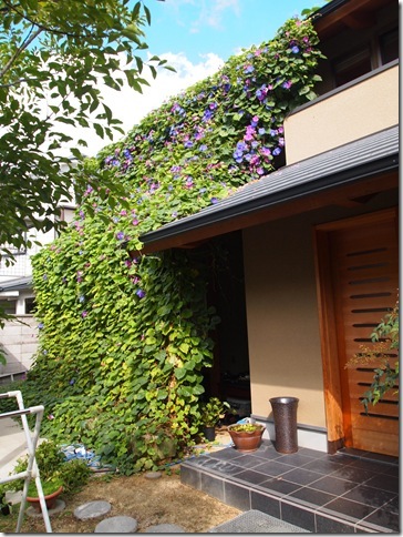 今年もすごい！緑のカーテン | 大阪の注文住宅、木の家の工務店コアー建...