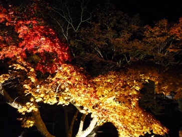 紅葉ライトアップ | 大阪の注文住宅、木の家の工務店コアー建築工房