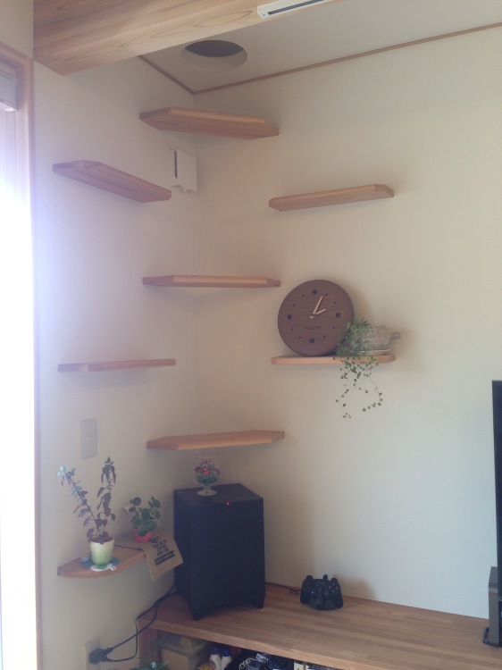 CATV撮影 〜猫と暮らす家〜 | 大阪の注文住宅、木の家の工務店コア...